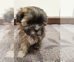 Small Photo #5 Zuchon Puppy For Sale in SHAWNEE, KS, USA