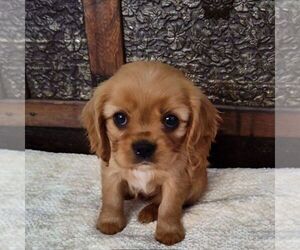 Cavalier King Charles Spaniel Puppy for sale in BLAIRS MILLS, PA, USA