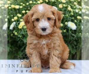 Cavapoo Puppy for sale in EAST EARL, PA, USA