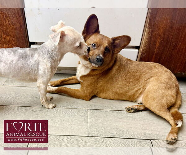 Medium Photo #3 Mutt Puppy For Sale in Marina del Rey, CA, USA