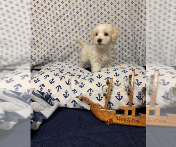 Medium Photo #6 Maltese Puppy For Sale in RALEIGH, NC, USA