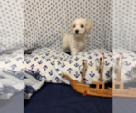 Small Photo #6 Maltese Puppy For Sale in RALEIGH, NC, USA