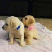 Small Photo #37 Goldendoodle Puppy For Sale in VACAVILLE, CA, USA