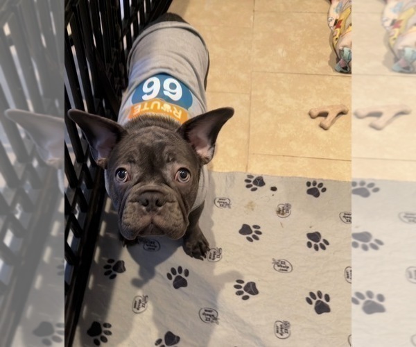 Medium Photo #2 French Bulldog Puppy For Sale in VALRICO, FL, USA