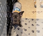 Small #1 French Bulldog