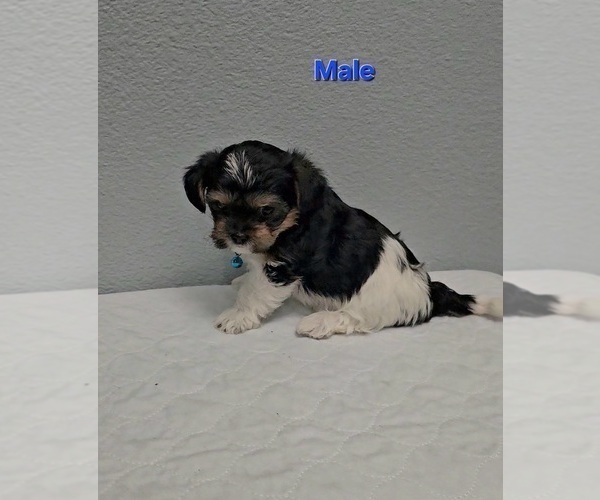 Medium Photo #2 Yo-Chon Puppy For Sale in CHEYENNE, WY, USA