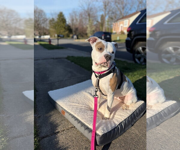 Medium Photo #3 Mutt Puppy For Sale in Alexandria, VA, USA