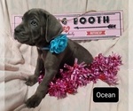 Small Photo #6 Cane Corso Puppy For Sale in POMEROY, OH, USA