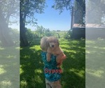 Small #2 Golden Retriever