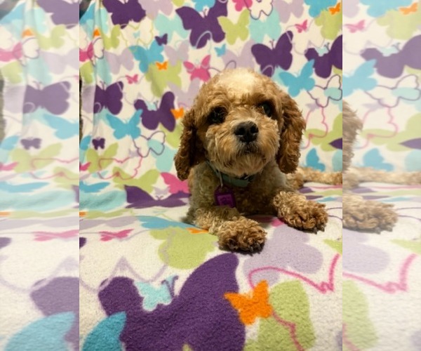 Medium Photo #3 Cavapoo (Miniature) Puppy For Sale in Mukwonago, WI, USA