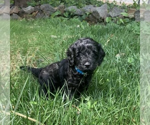 Goldendoodle (Miniature) Puppy for sale in GRANITE FALLS, NC, USA