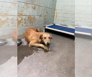 Labrador Retriever-Unknown Mix Dogs for adoption in Stockton, CA, USA