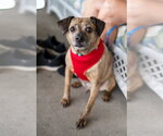 Small #5 Chihuahua Mix