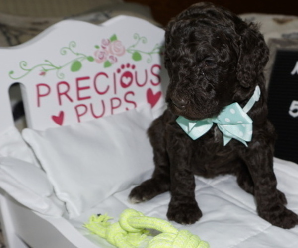 Medium Photo #4 Poodle (Standard) Puppy For Sale in TRAVELERS REST, SC, USA