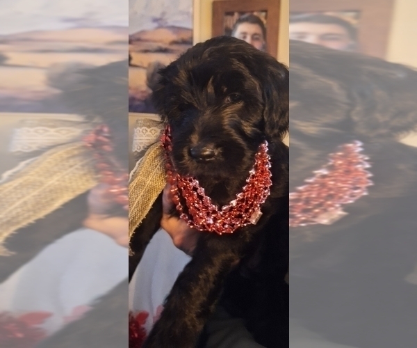 Medium Photo #3 Goldendoodle Puppy For Sale in LOUISA, VA, USA