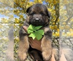 Puppy Light Green German Shepherd Dog