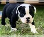 Small Photo #2 Olde English Bulldogge Puppy For Sale in ECRU, MS, USA