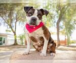 Small Photo #2 Boxer-Unknown Mix Puppy For Sale in Las Vegas, NV, USA