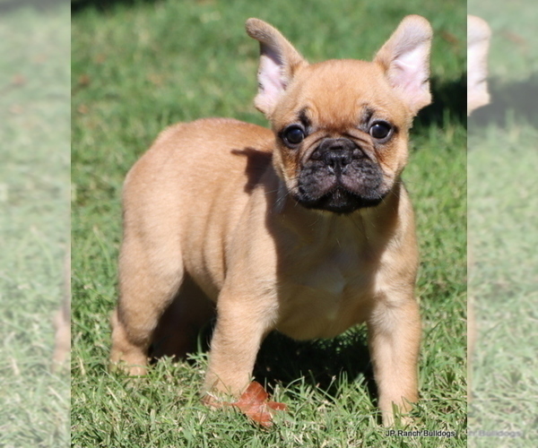 Medium Photo #4 French Bulldog Puppy For Sale in WINNSBORO, TX, USA