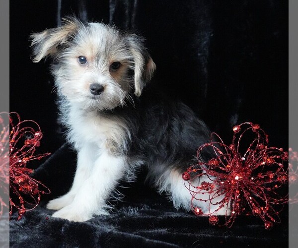Medium Photo #6 Morkie Puppy For Sale in ROCK VALLEY, IA, USA
