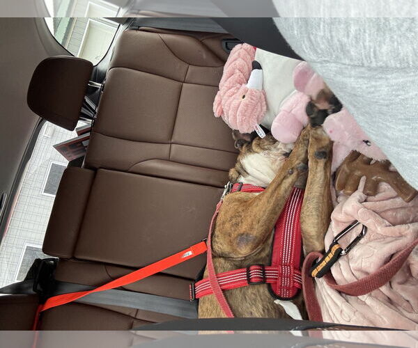 Medium Photo #6 Bull-Boxer Puppy For Sale in Princeton, MN, USA