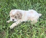 Small #2 Cocker Spaniel
