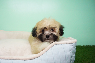 Mal-Shi Puppy for sale in LA MIRADA, CA, USA