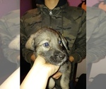 Small Photo #7 German Shepherd Dog-Golden Pyrenees Mix Puppy For Sale in CHICAGO, IL, USA