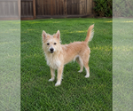 Small Texas Heeler Mix