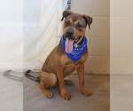 Small Photo #3 Mutt Puppy For Sale in McKinney, TX, USA