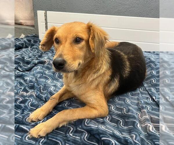 Medium Photo #6 Golden Retriever-Unknown Mix Puppy For Sale in San Diego, CA, USA