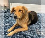 Small #5 Golden Retriever Mix
