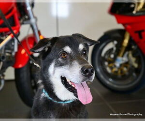 Siberian Husky-Unknown Mix Dogs for adoption in Ocala, FL, USA