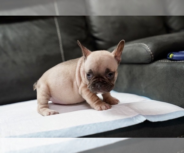 Medium Photo #14 French Bulldog Puppy For Sale in SAN JOSE, CA, USA