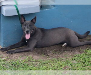 Siberian Husky-Unknown Mix Dogs for adoption in Ocala, FL, USA