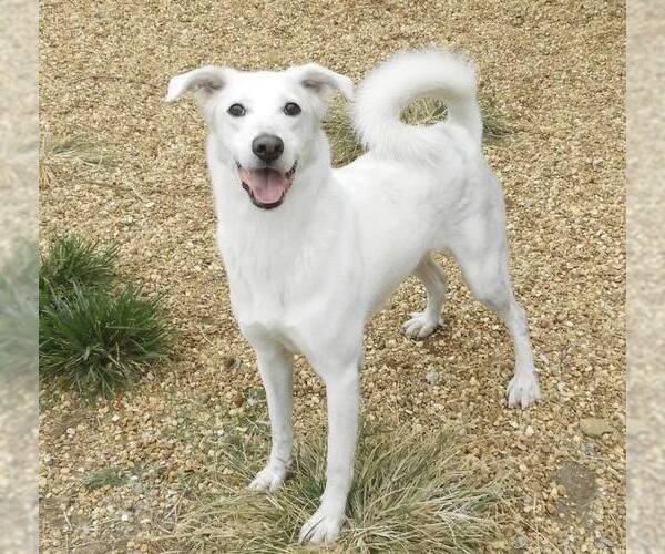 Medium Photo #2 Siberian Husky-Unknown Mix Puppy For Sale in Anniston, AL, USA