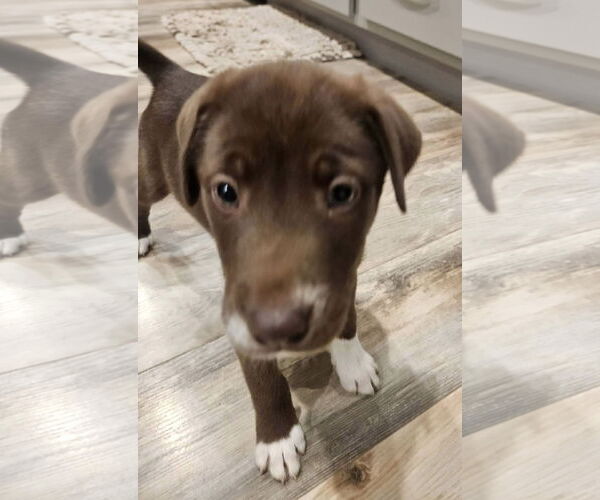 Medium Photo #3 Labrador Retriever-Unknown Mix Puppy For Sale in Germantown, OH, USA