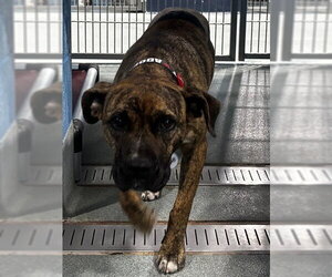 Presa Canario Dogs for adoption in Forestville, MD, USA