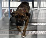 Small Presa Canario