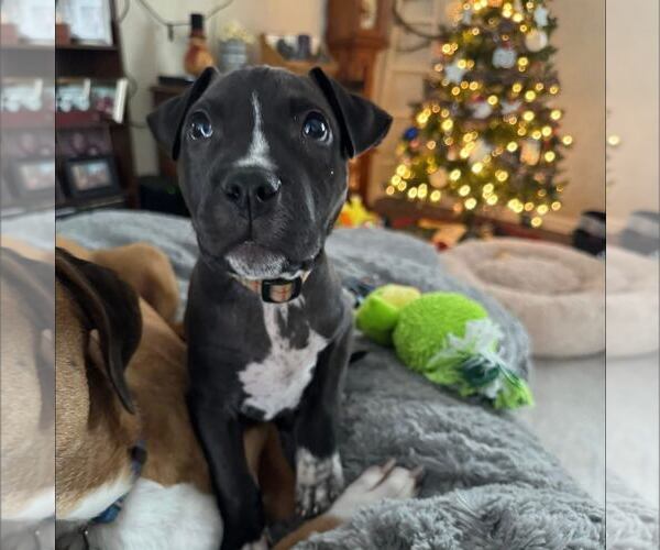 Medium Photo #1 American Staffordshire Terrier-Unknown Mix Puppy For Sale in New Oxford , PA, USA