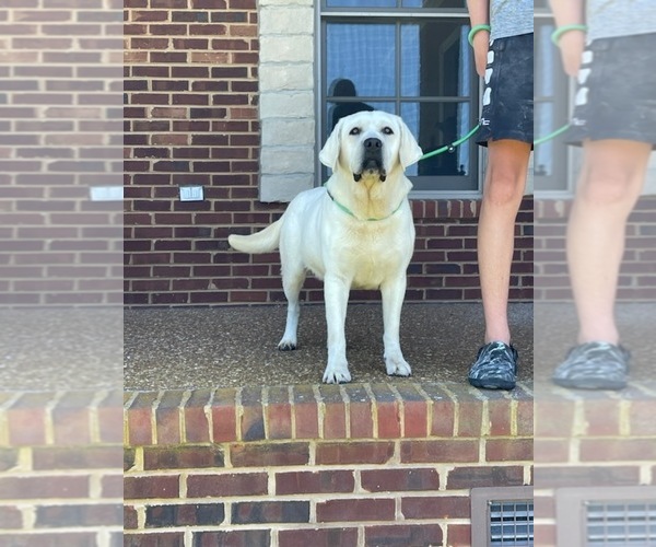 Medium Photo #7 Labrador Retriever Puppy For Sale in LOUISBURG, NC, USA
