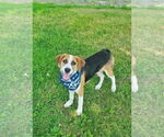 Small Beagle Mix