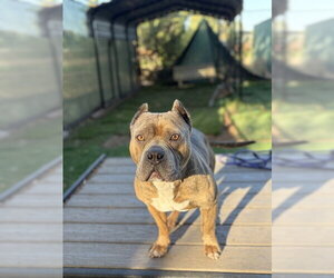 Mutt Dogs for adoption in Fremont, CA, USA
