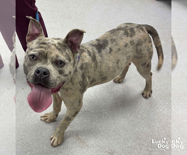 Medium Photo #2 American Bulldog-Unknown Mix Puppy For Sale in Washington, DC, USA