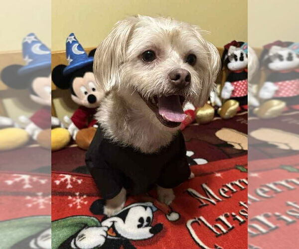 Medium Photo #5 Shih Tzu-Unknown Mix Puppy For Sale in Westmont, IL, USA