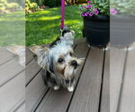 Small #2 Mutt