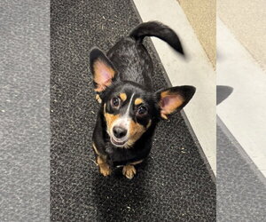 Chihuahua-Unknown Mix Dogs for adoption in Perth Amboy, NJ, USA