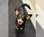 Small Chihuahua Mix