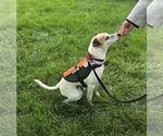 Small #3 Jack Russell Terrier Mix