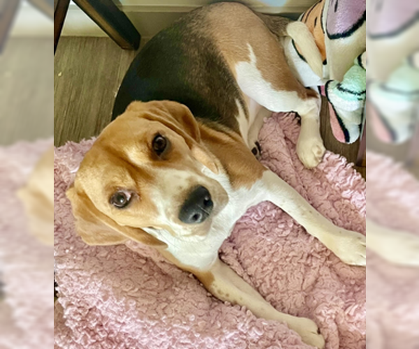 Medium Photo #3 Beagle-Unknown Mix Puppy For Sale in Tucson, AZ, USA